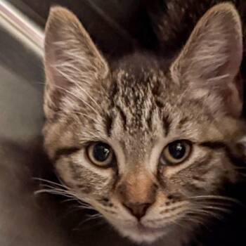 Jazzy -  Domestic Short Hair Cat for Adoption in Kennebunk, Maine - Jazzy | PetCurious