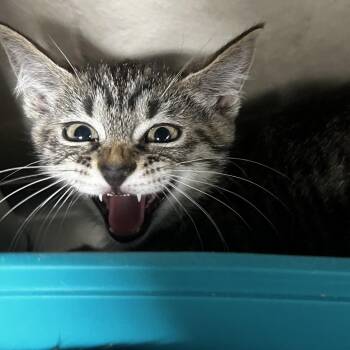 Harla -  Domestic Short Hair Cat for Adoption in Birmingham, Alabama - Harla | PetCurious
