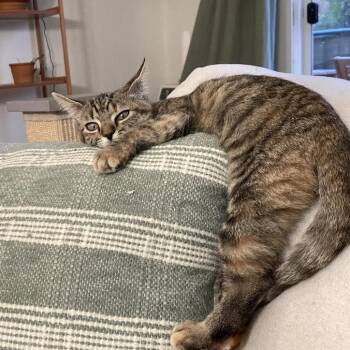 Jolene -  Domestic Short Hair Cat for Adoption in Madison, Wisconsin - Jolene | PetCurious
