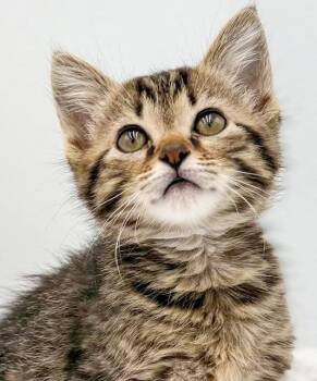 Lewie is so darn sweet and look at his poof - SO CUTE -  Tabby and Maine Coon Cat for Adoption in Bedford Hills, New York - Lewie Is So Darn Sweet And Look At His Poof - SO CUTE | PetCurious