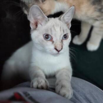 Mushroom -  Domestic Short Hair Cat for Adoption in Mount Laurel Township, New Jersey - Mushroom | PetCurious
