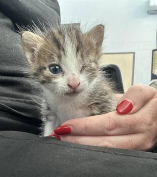 Rescue Domestic Short Hair Cats for Adoption in Dallas, Texas - ROSEMARY | PetCurious