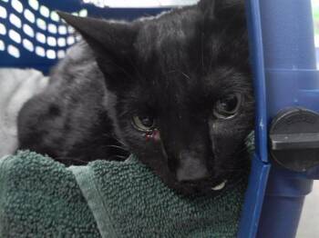 HARPER -  Domestic Short Hair Cat for Adoption in Omaha, Nebraska - HARPER | PetCurious