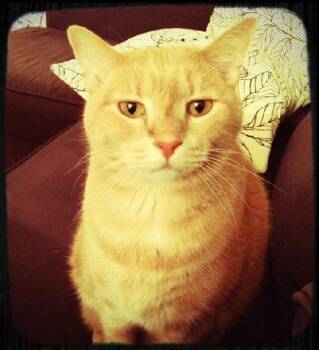 Rescue Domestic Short Hair Cats for Adoption in Herndon, Virginia - Jeffrey | PetCurious