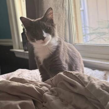 Cub Scout 6195 -  Domestic Medium Hair Cat for Adoption in Columbus, Georgia - Cub Scout 6195 | PetCurious