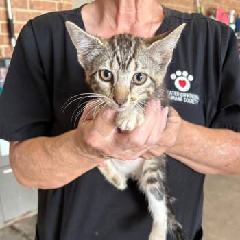 Balli -  Domestic Short Hair Cat for Adoption in Birmingham, Alabama - Balli | PetCurious