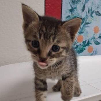 Bean -  Domestic Short Hair Cat for Adoption in Lake Havasu City, Arizona - Bean | PetCurious