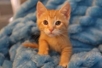 Sokka -  Domestic Short Hair Cat for Adoption in Franklin, Tennessee - Sokka | PetCurious