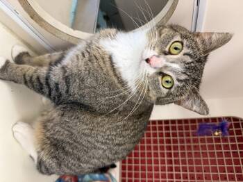 Tabby Cats Available for Adoption in Orland Park, Illinois - Chimichurri | PetCurious
