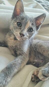 Clawdia -  Domestic Short Hair Cat for Adoption in Richmond, Missouri - Clawdia | PetCurious