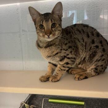 Savvy -  Ocicat Cat for Adoption in Lakewood, Colorado - Savvy | PetCurious