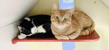 Mike (bonded with Eleven) -  Domestic Short Hair Cat for Adoption in Oakland, California - Mike (bonded With Eleven) | PetCurious