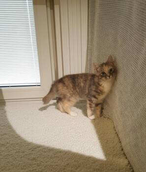 Dove -  American Bobtail and Dilute Calico Cat for Adoption in Flint Hill, Virginia - Dove | PetCurious