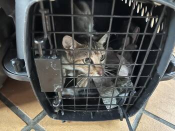 American Shorthair Cats Available for Adoption in Naranjito, Naranjito - Yoly | PetCurious