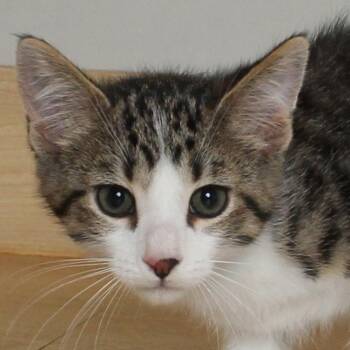 Domestic Short Hair Cats Available for Adoption in Minnetonka, Minnesota - Charlie C69583 | PetCurious