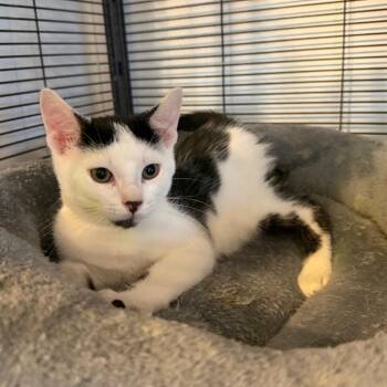 Domestic Short Hair Cats Available for Adoption in Hanna City, Illinois - Levi | PetCurious