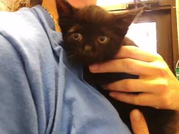 Domestic Short Hair Cats Available for Adoption in Tulsa, Oklahoma - I DIDNT SAY | PetCurious