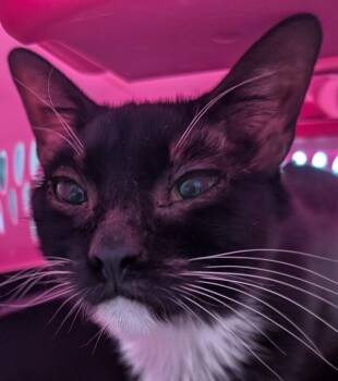 Rescue Domestic Short Hair Cats for Adoption in Des Moines, Iowa - Pippen | PetCurious