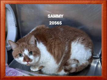 SAMMY -  Domestic Medium Hair Cat for Adoption in Marietta, Georgia - SAMMY | PetCurious