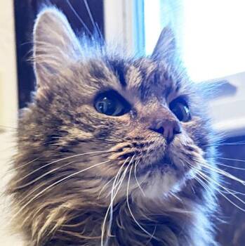 LILLY -  Domestic Long Hair Cat Available for Adoption in Sequim, Washington - LILLY | PetCurious
