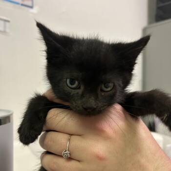 Professor Utonium -  Domestic Short Hair Cat for Adoption in Charleston, West Virginia - Professor Utonium | PetCurious