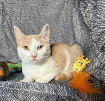 Phillip -  Domestic Short Hair Cat for Adoption in Syracuse, New York - Phillip | PetCurious