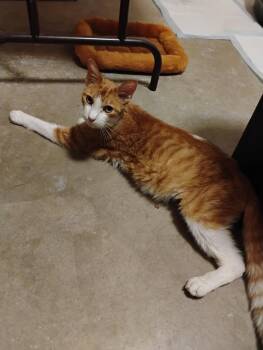 Rescue Domestic Short Hair Cats for Adoption in Murfreesboro, Tennessee - Oakley | PetCurious