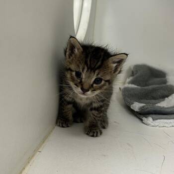 American Shorthair Cats Available for Adoption in Portland, Texas - Whiskers | PetCurious