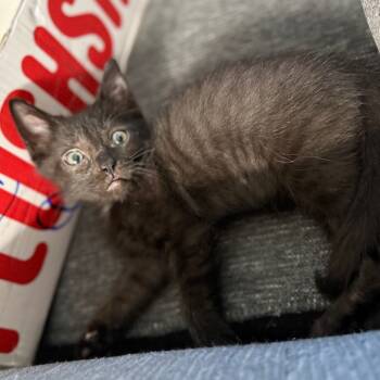 Rescue Domestic Short Hair Cats for Adoption in Huntsville, Alabama - Puma | PetCurious