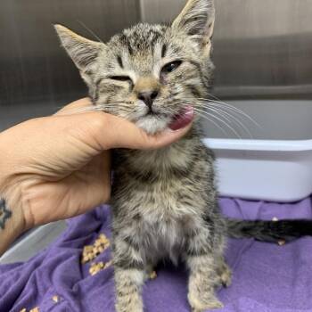 Mateo -  Domestic Short Hair Cat for Adoption in Morganton, North Carolina - Mateo | PetCurious