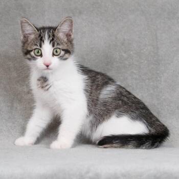 Domestic Short Hair Cats Available for Adoption - Starsky | PetCurious