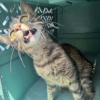 Monsoon - Sweet & Cuddly -  Domestic Short Hair Cat for Adoption in Flagstaff, Arizona - Monsoon - Sweet & Cuddly | PetCurious