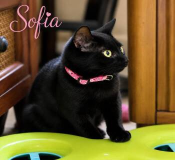 Sofia (FCID# 07/22/2026 - 54 Brookhaven PS event) -  Domestic Short Hair Cat for Adoption in Greenville, Delaware - Sofia (FCID# 07/22/2026 - 54 Brookhaven PS Event) | PetCurious