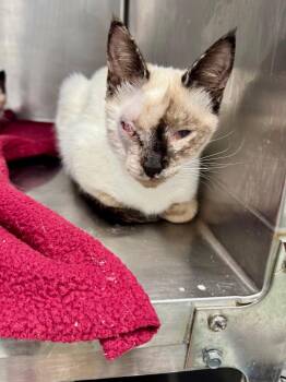 Domestic Short Hair Cats Available for Adoption in Danielsville, Georgia - Artemis | PetCurious