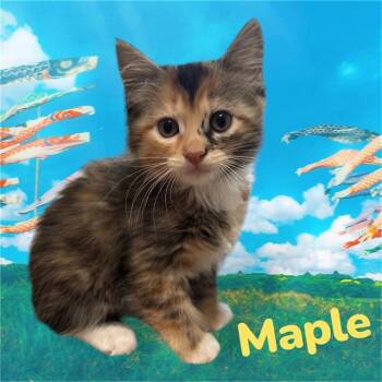 Domestic Medium Hair and Domestic Short Hair Cats Available for Adoption in Visalia, California - MAPLE | PetCurious