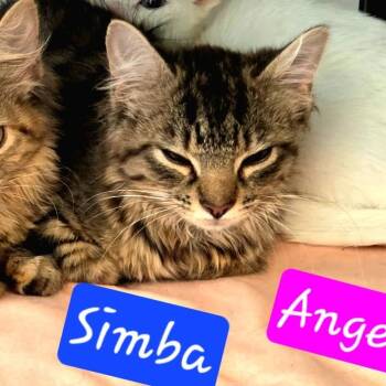 Simba -  Domestic Long Hair Cat for Adoption in Jessup, Maryland - Simba | PetCurious
