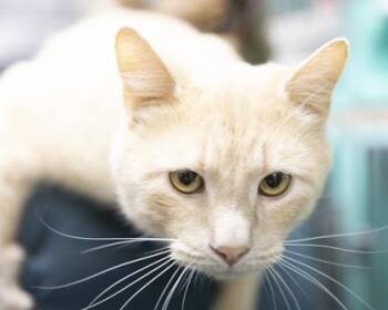 Rescue Domestic Short Hair and American Shorthair Cats for Adoption in Bedford, Indiana - Draco | PetCurious
