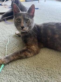 Galila -  Dilute Tortoiseshell Cat for Adoption in Parlier, California - Galila | PetCurious