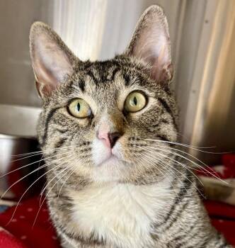 Tabby Cats Available for Adoption - PARKER | PetCurious
