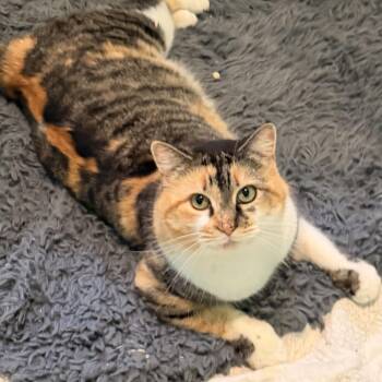 Domestic Short Hair Cats Available for Adoption - Mosaic  | PetCurious