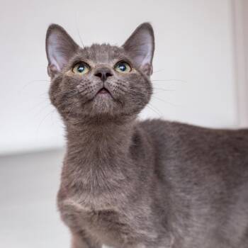 Luter -  Domestic Short Hair Cat for Adoption in Hattiesburg, Mississippi - Luter | PetCurious