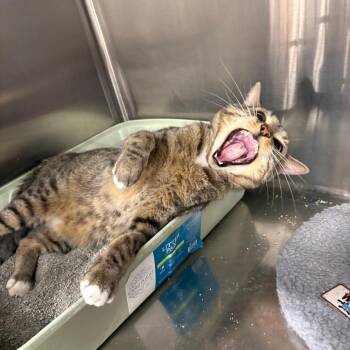 Bruno Watkins -  Domestic Short Hair Cat for Adoption in Tallahassee, Florida - Bruno Watkins | PetCurious