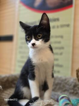 Ruby -  Domestic Short Hair Cat for Adoption in Temple, Pennsylvania - Ruby | PetCurious