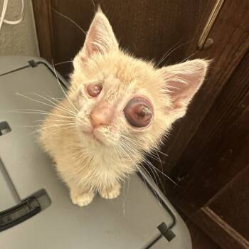 Rescue Domestic Short Hair Cats for Adoption in Austin, Texas - Eurgh 14 | PetCurious