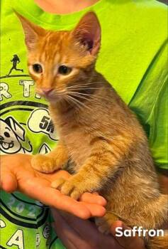 Safron -  Domestic Short Hair Cat for Adoption in Beatrice, Nebraska - Safron | PetCurious