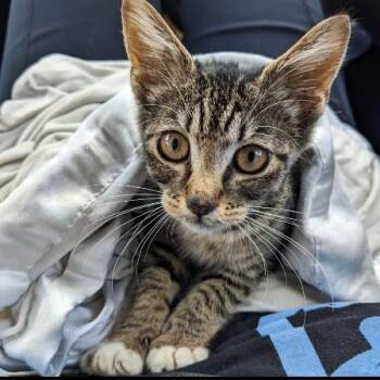 Fiddlesticks -  Domestic Short Hair Cat for Adoption in Garfield, Arkansas - Fiddlesticks | PetCurious