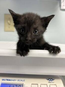 Brock Lee -  Domestic Short Hair Cat for Adoption in Largo, Florida - Brock Lee | PetCurious