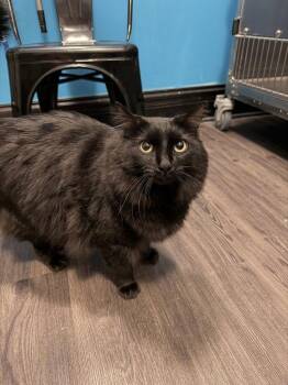 Domestic Medium Hair Cats Available for Adoption in St. Peters, Missouri - Phantom | PetCurious