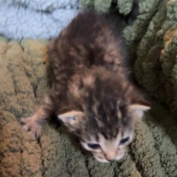 Cortland -  Domestic Short Hair Cat for Adoption in Monroe, Michigan - Cortland | PetCurious