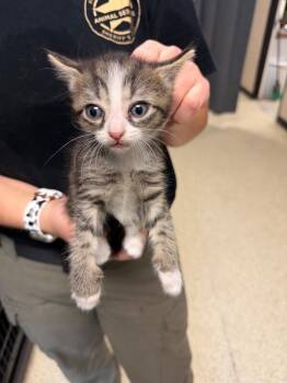 Domestic Short Hair Cats Available for Adoption - Olive | PetCurious